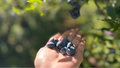 Hand holding blueberries with a blurred blueberry bush in the background